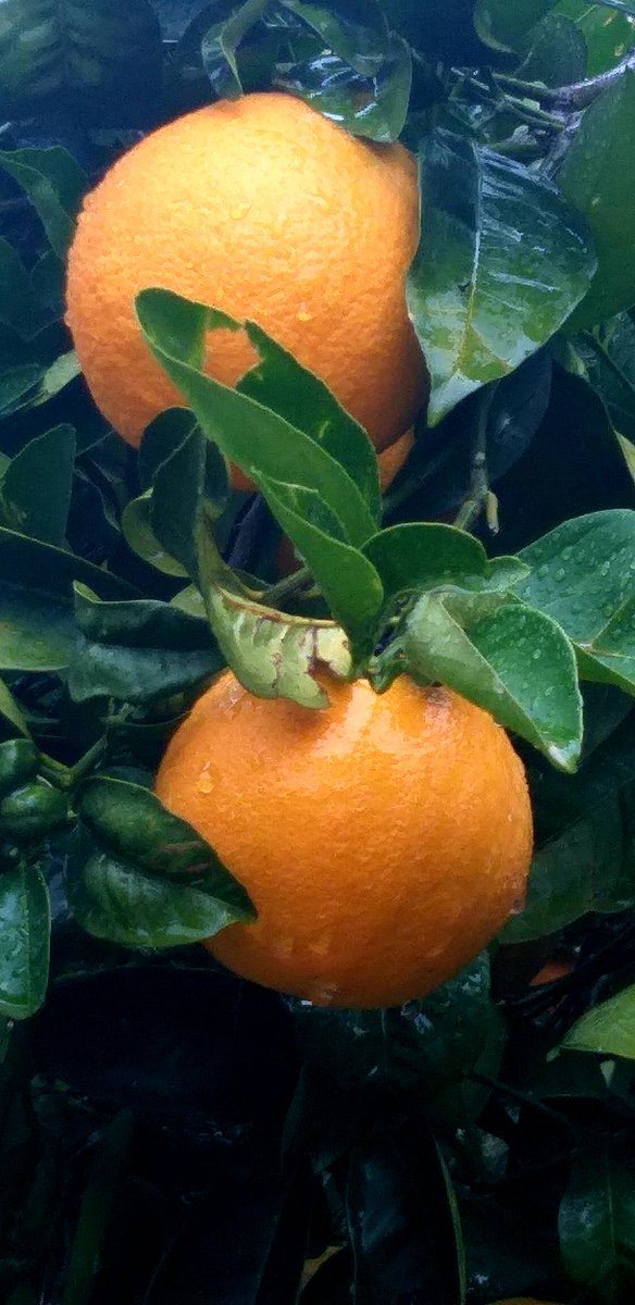 wk8star's tweet photo. #photography #garden #citrus #Oranges #plants #flowers #Geranium #Basilicum #rain #January2026 https://t.co/MQJVwa3R4E