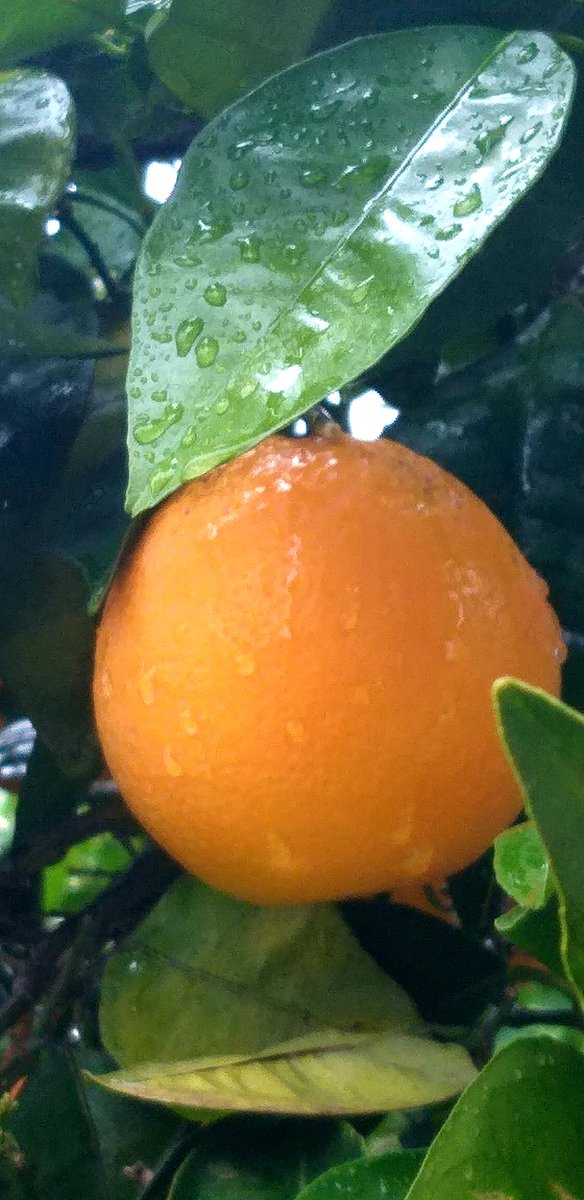 wk8star's tweet photo. #photography #garden #citrus #Oranges #plants #flowers #Geranium #Basilicum #rain #January2026 https://t.co/MQJVwa3R4E