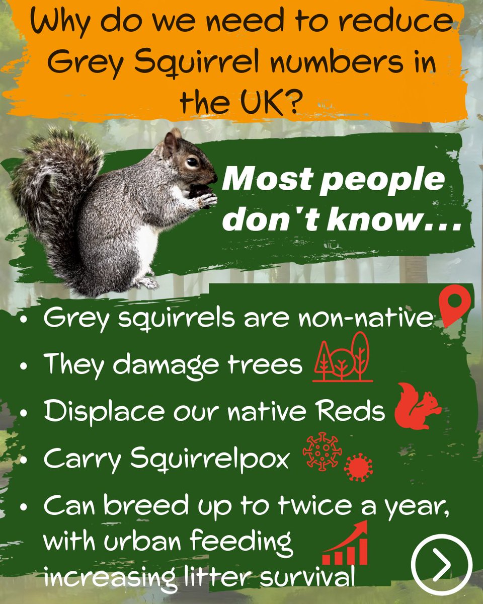 Red Squirrel South-West tweet media