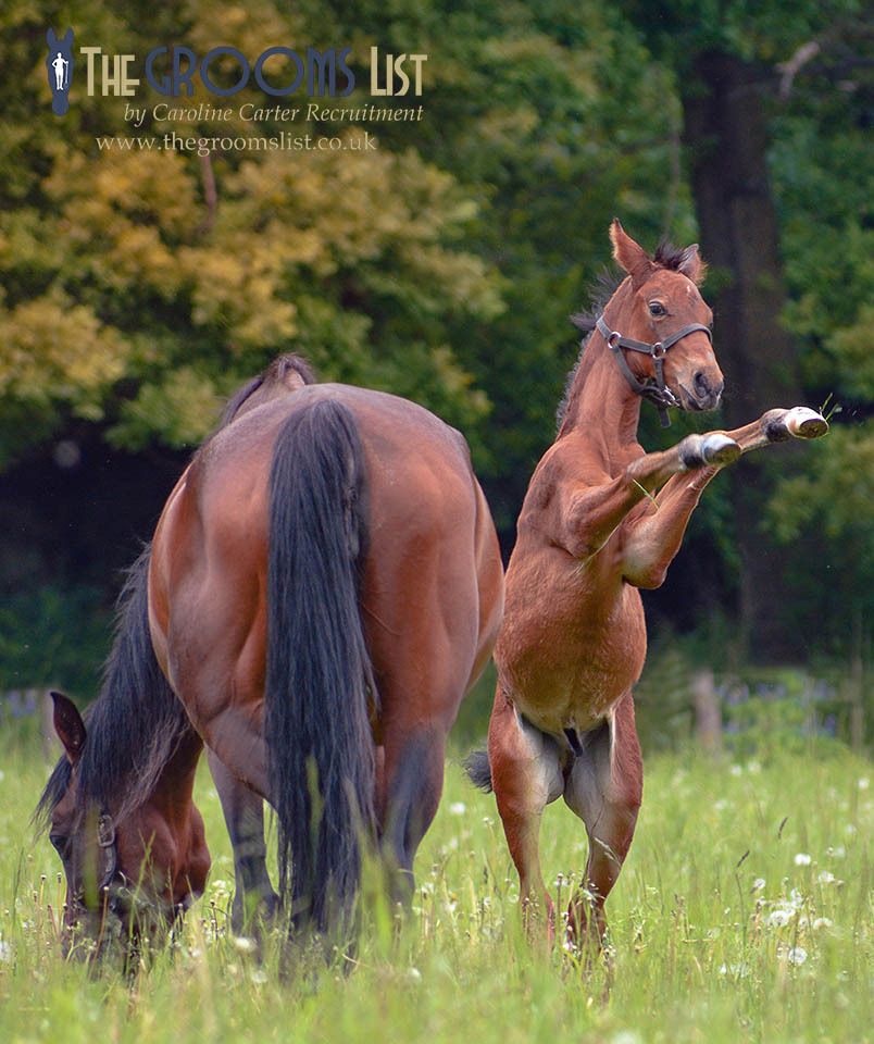 grooms_list's tweet image. JL141954 Republic of Ireland, Meath – Stud Groom required for Flat Racing Stud 

*Single accommodation *5 day week and to work every other weekend *Fantastic facilities and beautiful surroundings 
 thegroomslist.co.uk/equine-jobs/14… 

#studwork #careersinbreedinghorses #workwithhorses