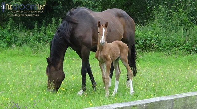 grooms_list's tweet image. JL141954 Republic of Ireland, Meath – Stud Groom required for Flat Racing Stud 

*Single accommodation *5 day week and to work every other weekend *Fantastic facilities and beautiful surroundings 
 thegroomslist.co.uk/equine-jobs/14… 

#studwork #careersinbreedinghorses #workwithhorses