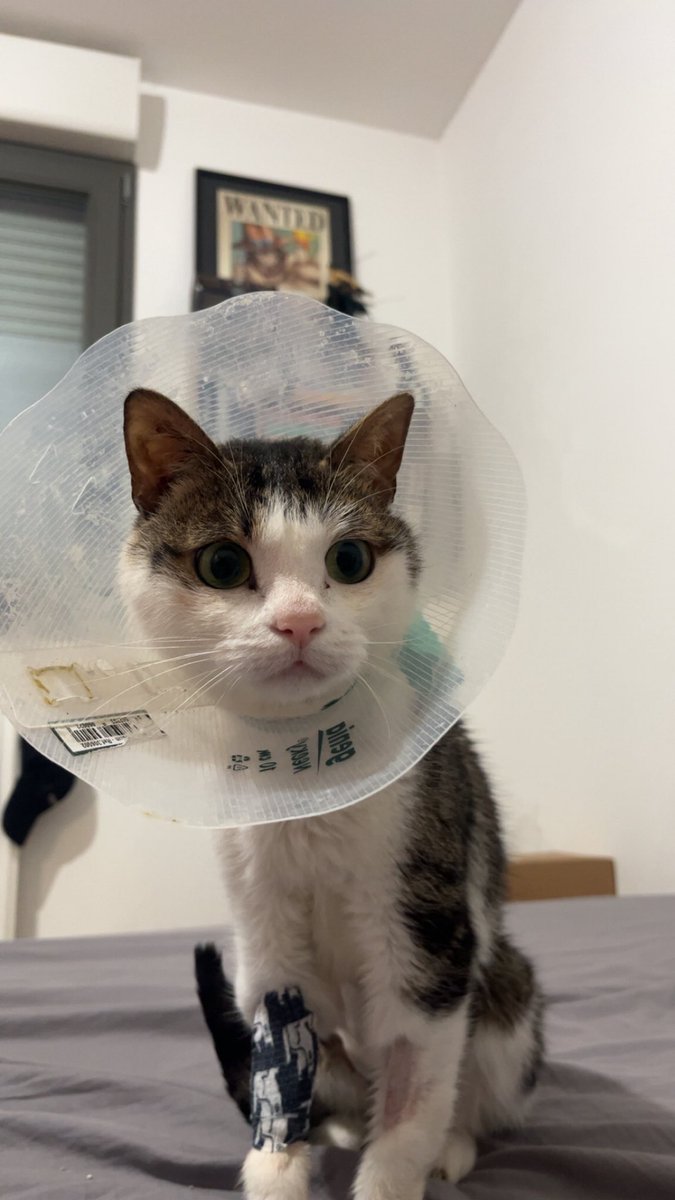 GrysonAurelien's tweet photo. Salut la miff, je partage ces photos et ce lien pour vous demander un peu d’aide. 
Mon chat a des gros problèmes de reins depuis 6 mois et il a dû subir une opération en urgence. Financièrement c’est compliqué du coup avec les antécédents. Juste un partage m’aiderait beaucoup 🙏 https://t.co/WEP5Ym37Rl