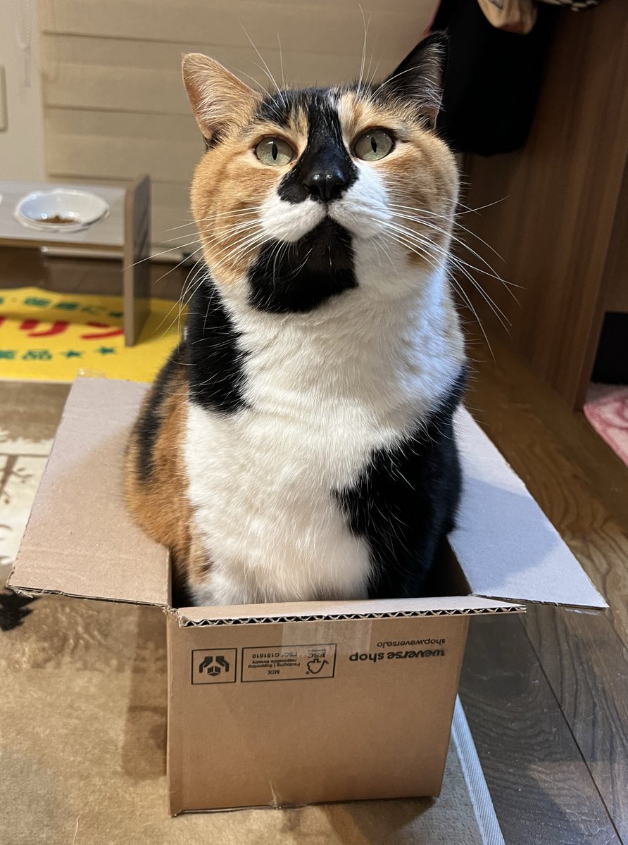 三毛猫はなこ (@hanako20180721) / Posts / X