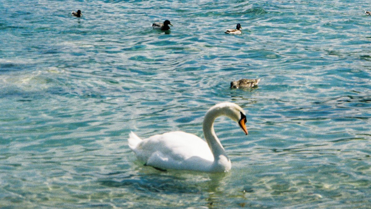 matchabae99's tweet image. film