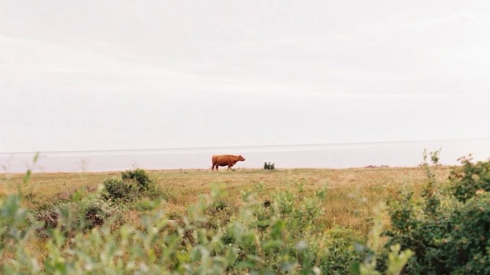 matchabae99's tweet image. film