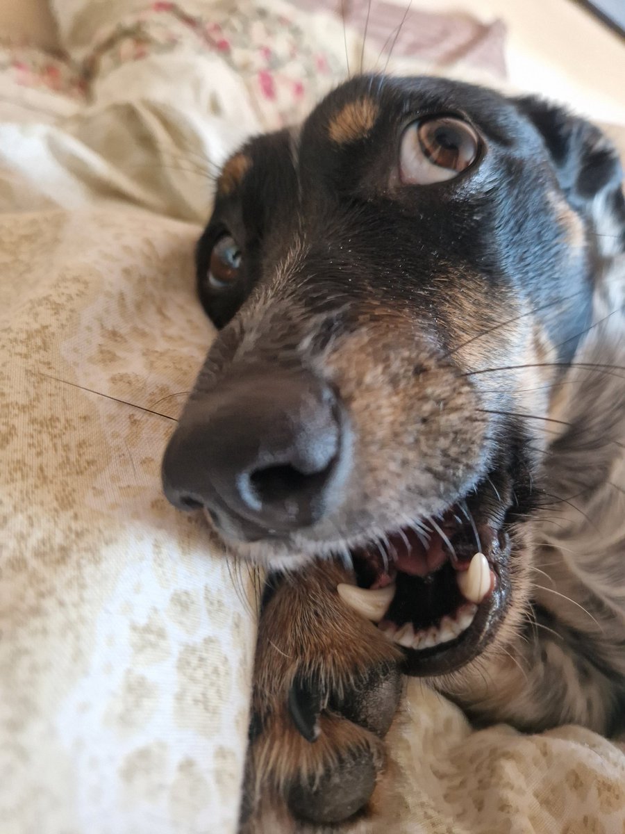 Пес каже дайте гроші на донат