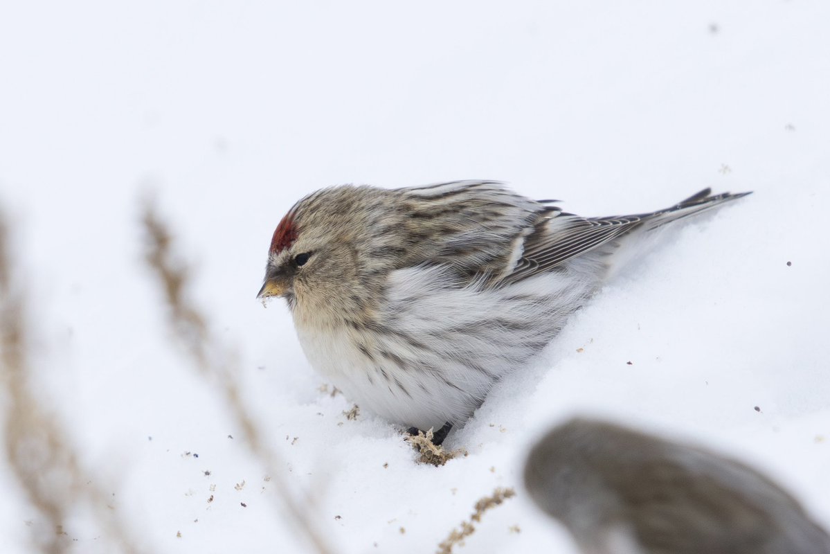 とりとり tweet media