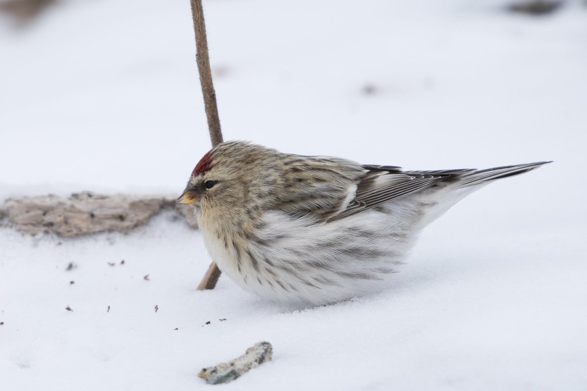 とりとり tweet media