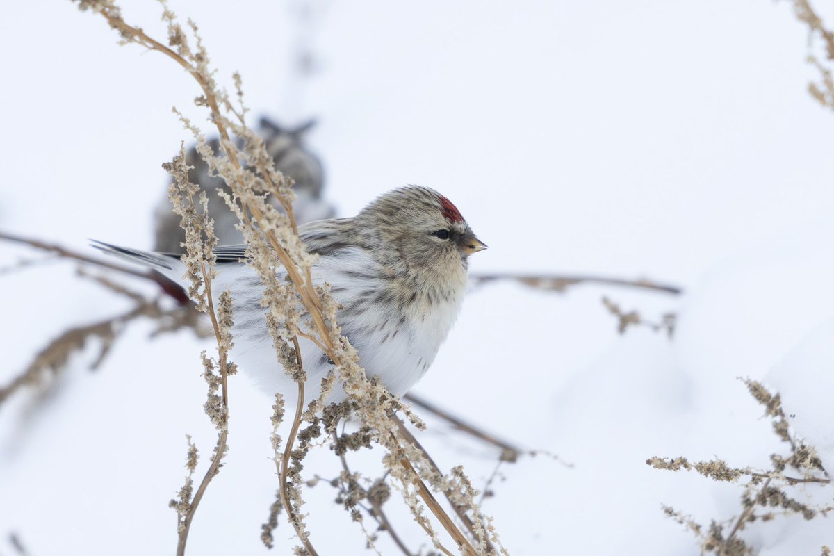 とりとり tweet media