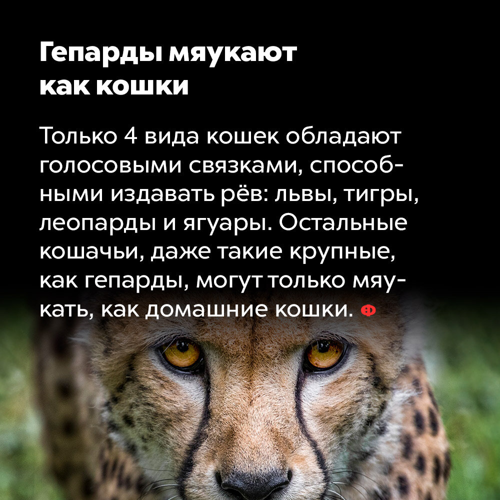 equus.am tweet media