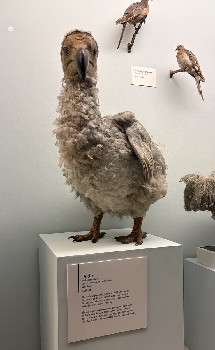 doublecinds's tweet photo. And I met Dodo! As someone who plays ‘Animal Crossing’, I would consider this encounter as the closest thing to a fanmeeting.

A Frequent Flyer of Dodo Airlines here 🙋🏻‍♀️ https://t.co/rNW01Nicce
