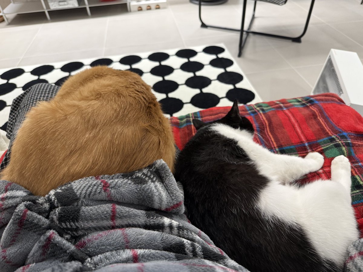 누가 고양이 독립적인 동물이랬어