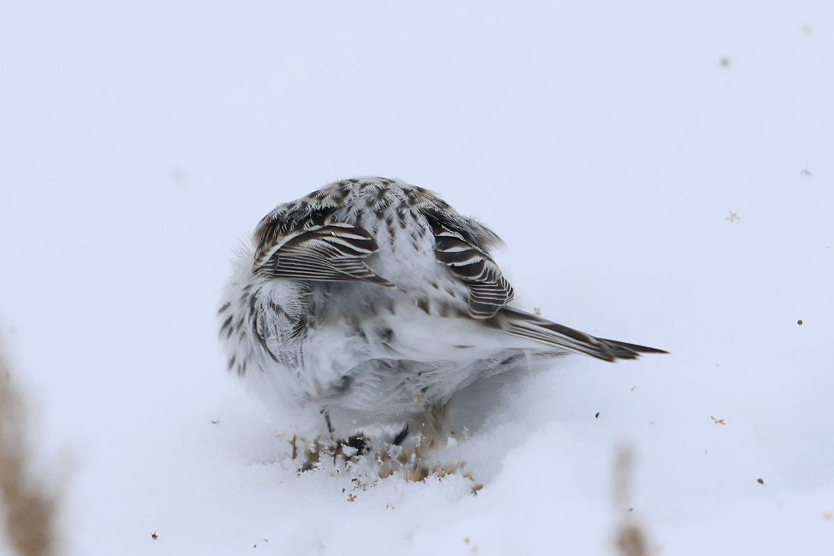 とりとり tweet media