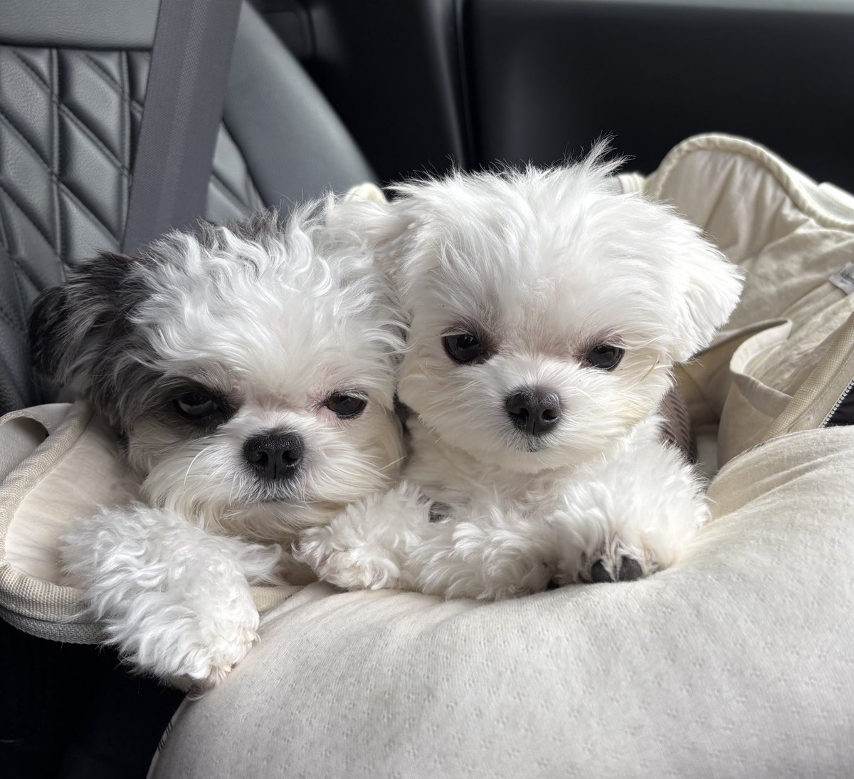 🌷もずく🌷 (@fqc_4) / Posts / X