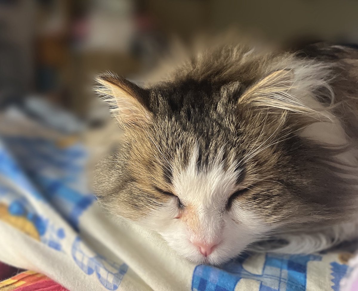 丸川ちる。 (@chil_1105) / Posts / X