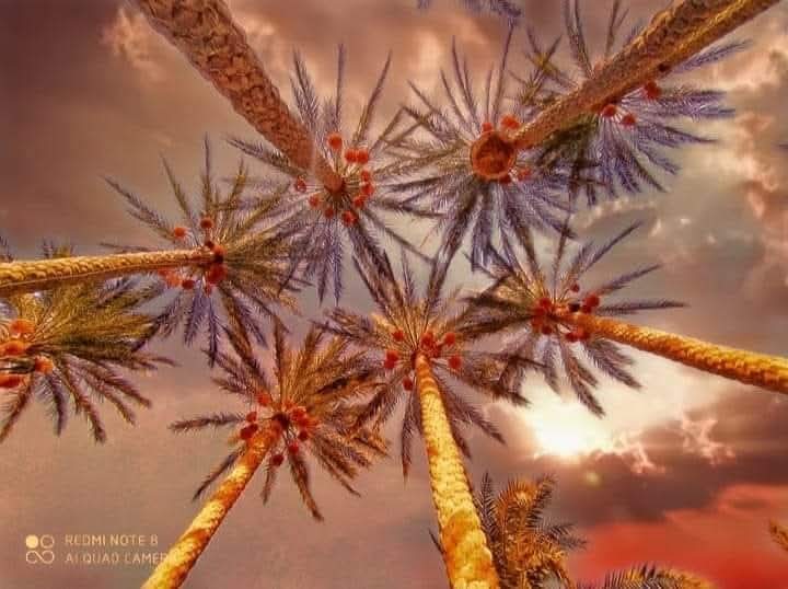 فوتغرافي📸 tweet media