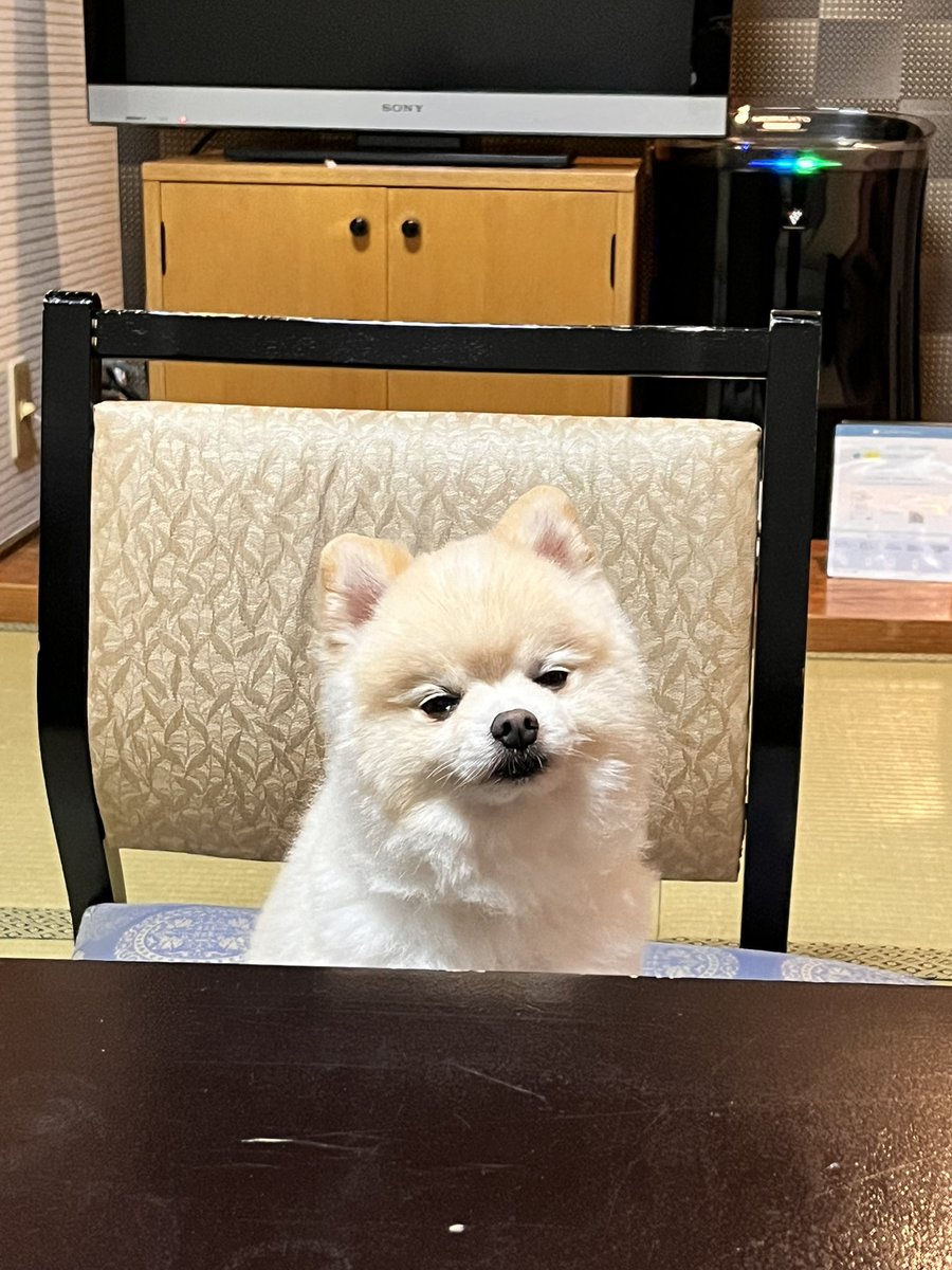 ぽんすけ大先生 (@yuyuyuyumee) / Posts / X