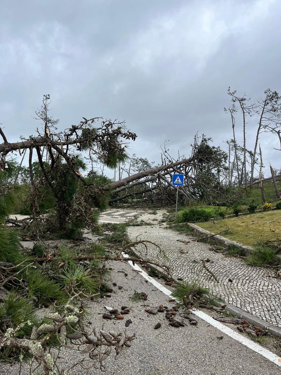 Sergio Silvestre 🇵🇹🇪🇺🇺🇦 tweet media