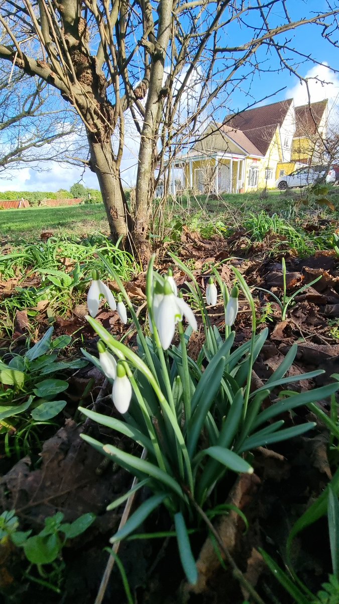 It's lovely to see the snowdrops blooming in the sun...

Hopefully, it will last a while longer!