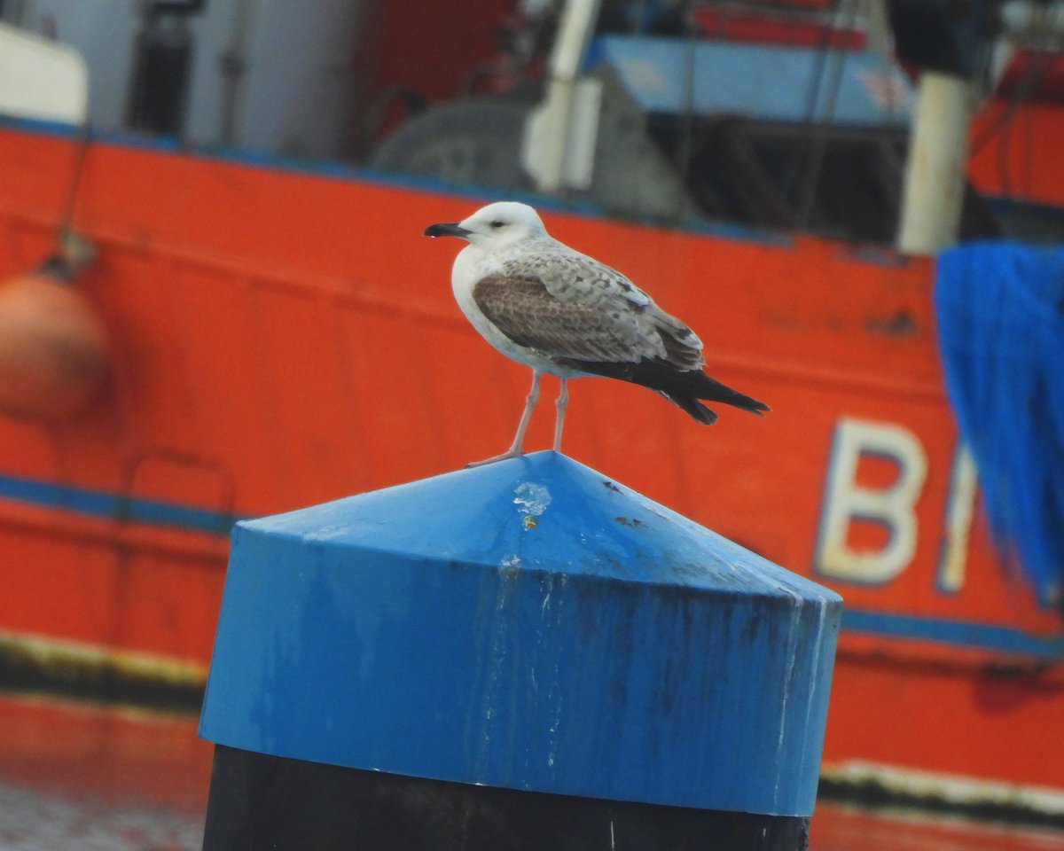 Dave Boult tweet media