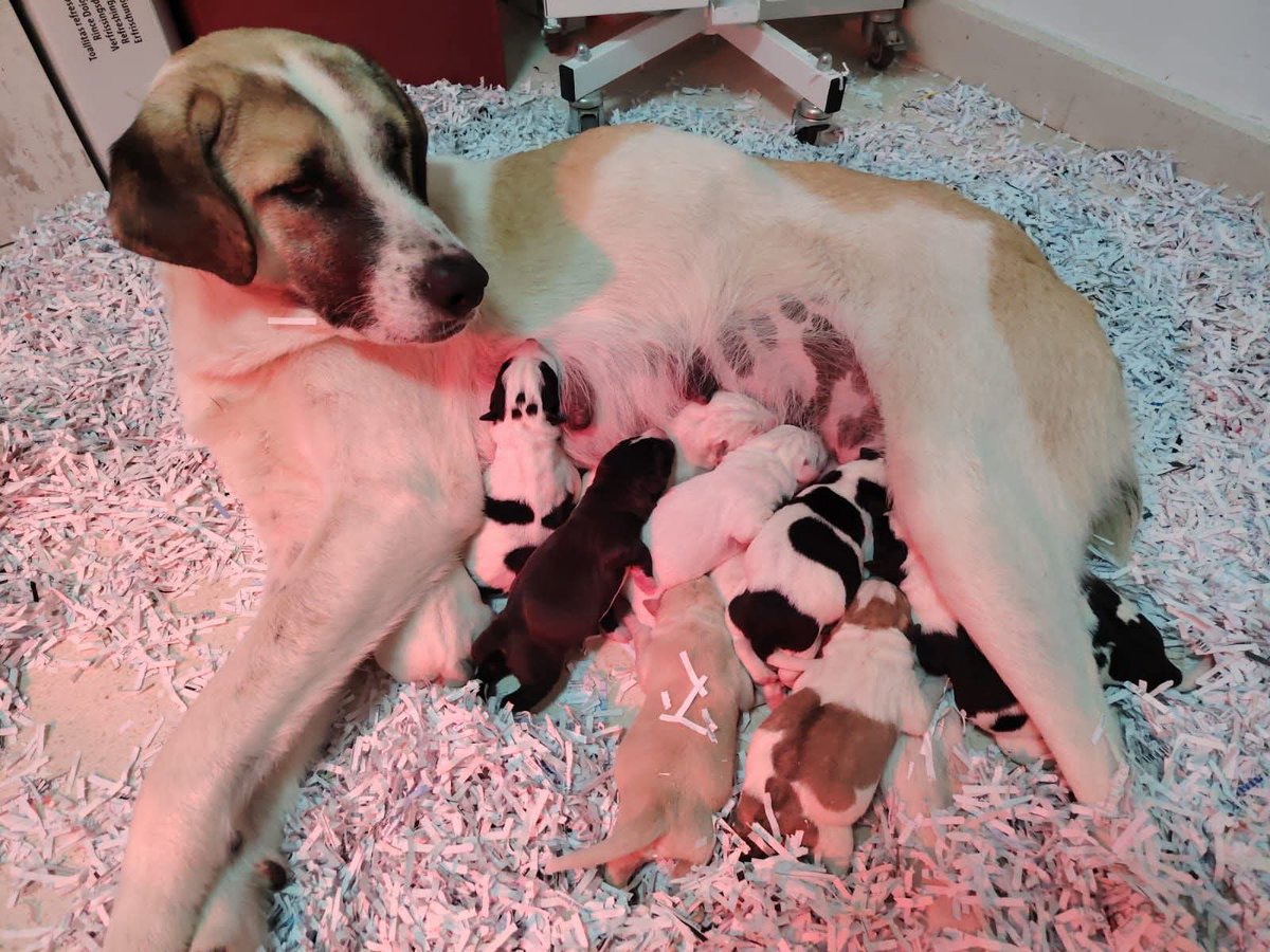 La vida tiene una forma irónica y a veces cruel de mostrar belleza en el dolor,quien diría que en la búsqueda de #Boro la prensa internacional lo llaman el perro de los españoles😍 y que en esa búsqueda #Niebla encontraría donde poder tener 11 maravillosos bebés !! Enhorabuena