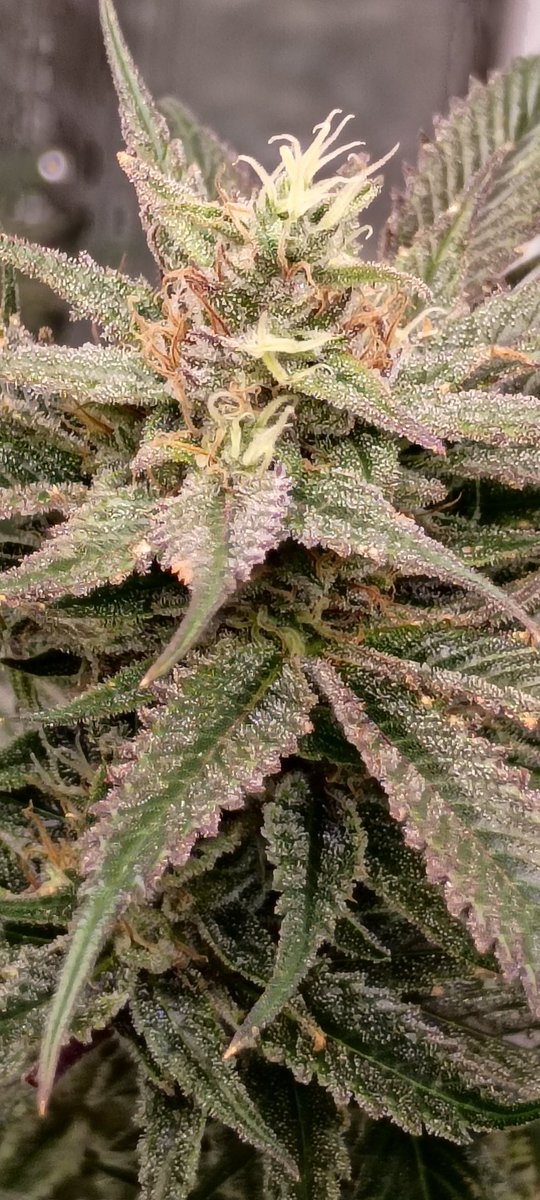 ADK_GRN's tweet photo. Some Ukrainian Raspberry by @Cultigenseedco
Week 6 flower smelling amazing https://t.co/HbHA3U4Uce