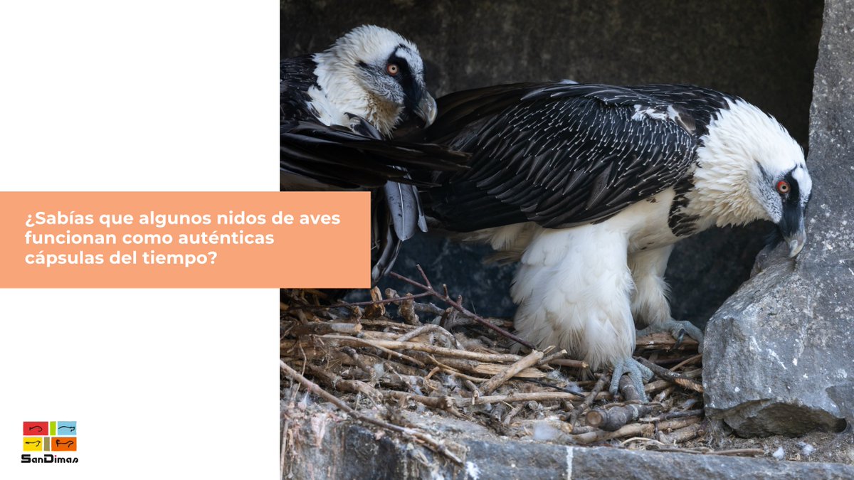La historia humana también se conserva en nidos de aves 🦅

En nuestro país, científicos hallaron más de 200 objetos artificiales en antiguos nidos de quebrantahuesos, entre ellos una sandalia tejida con hierba y palitos… ¡de hace 650 años!

#sandimas #sabiasque #curiosidades
