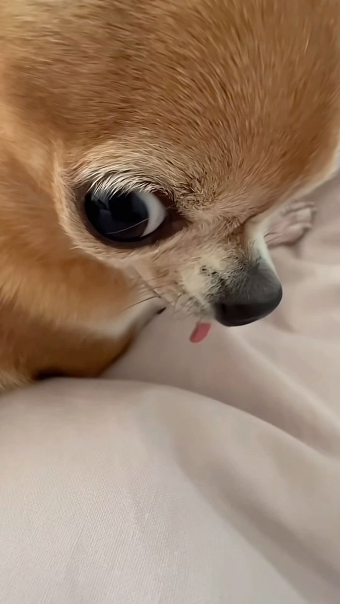 💖 (@twaniimals) on Twitter photo 