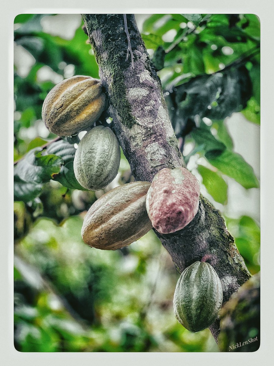 Bundibugyo’s pride