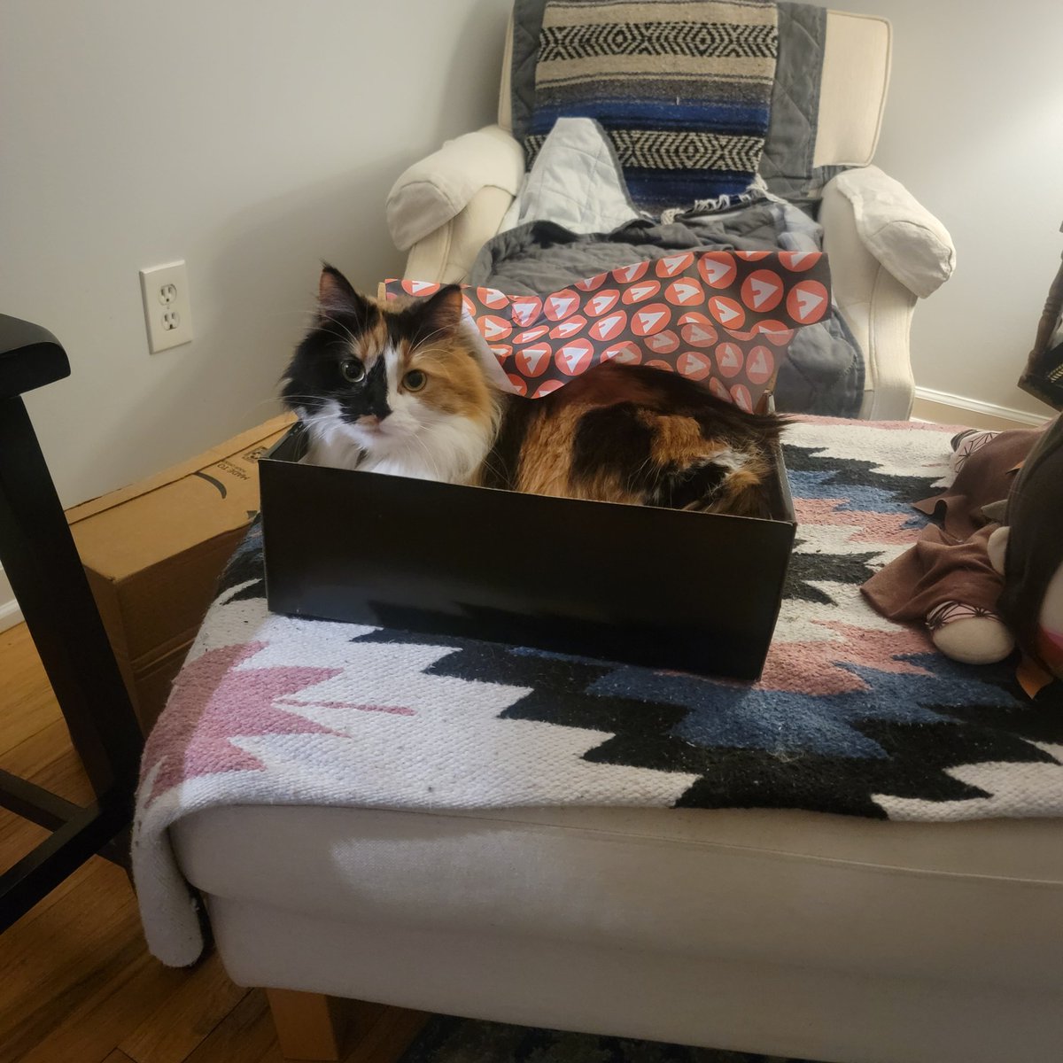 Koi: I identify as shoe 🤭😸