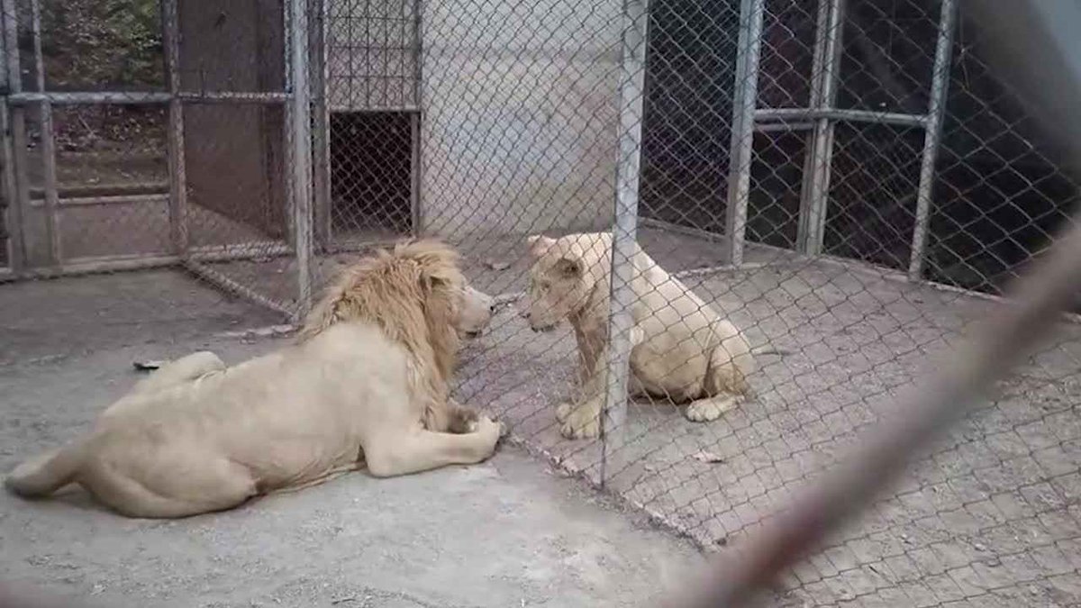 Royal Thai Embassy, Washington D.C. tweet media