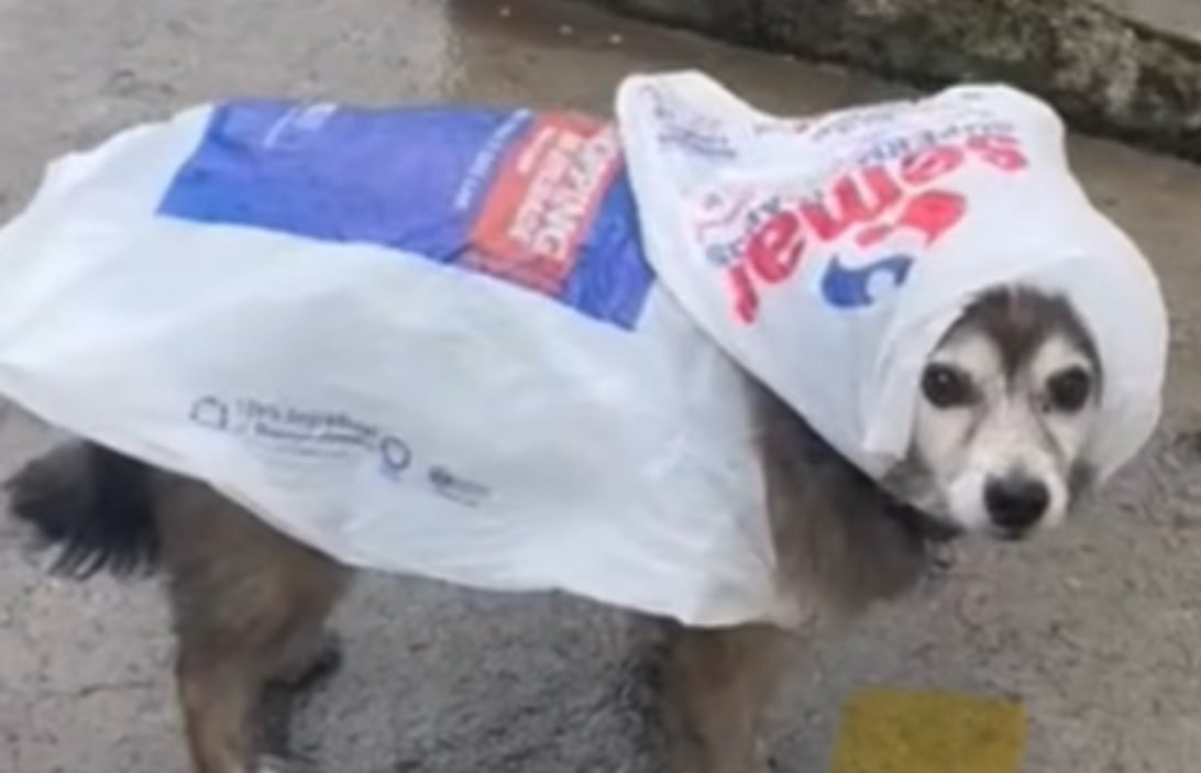 feedvortex's tweet image. Fãs da Fundação Cacique Cobra Coral avisam: HOJE NÃO TEM VORTEX. As fortes chuvas em Fortaleza acabaram lascando parte da nossa equipe e por isso o episódio de hoje vai atrasar!