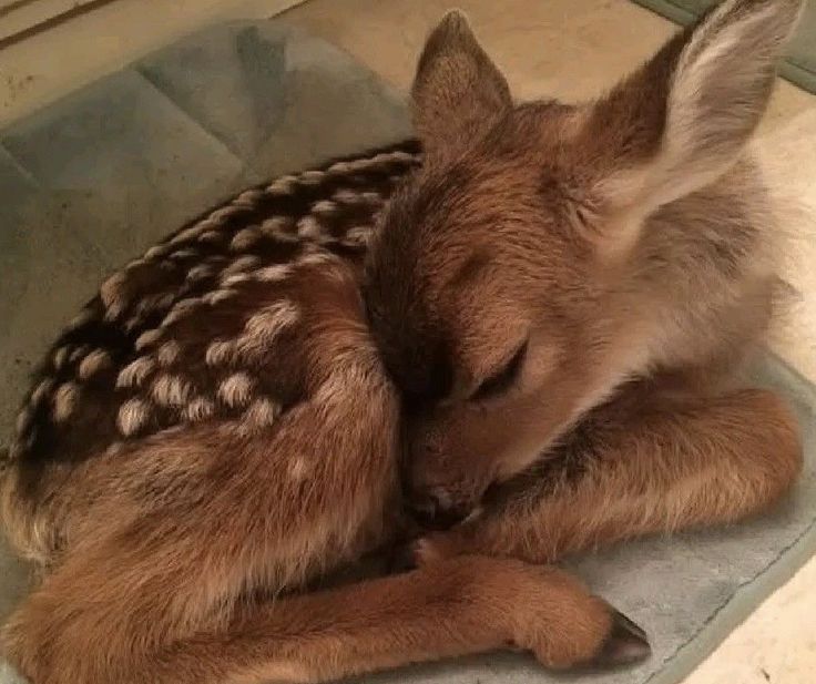 deer encounters 🦌 (@deerencounters) on Twitter photo 