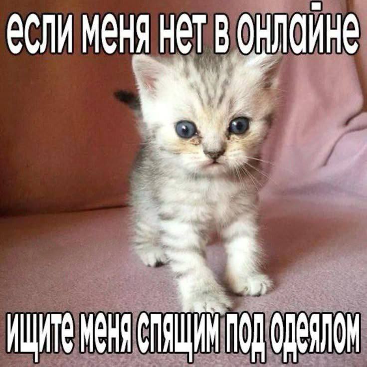 catsilcats's tweet photo. https://t.co/ILuiGwuUJ9