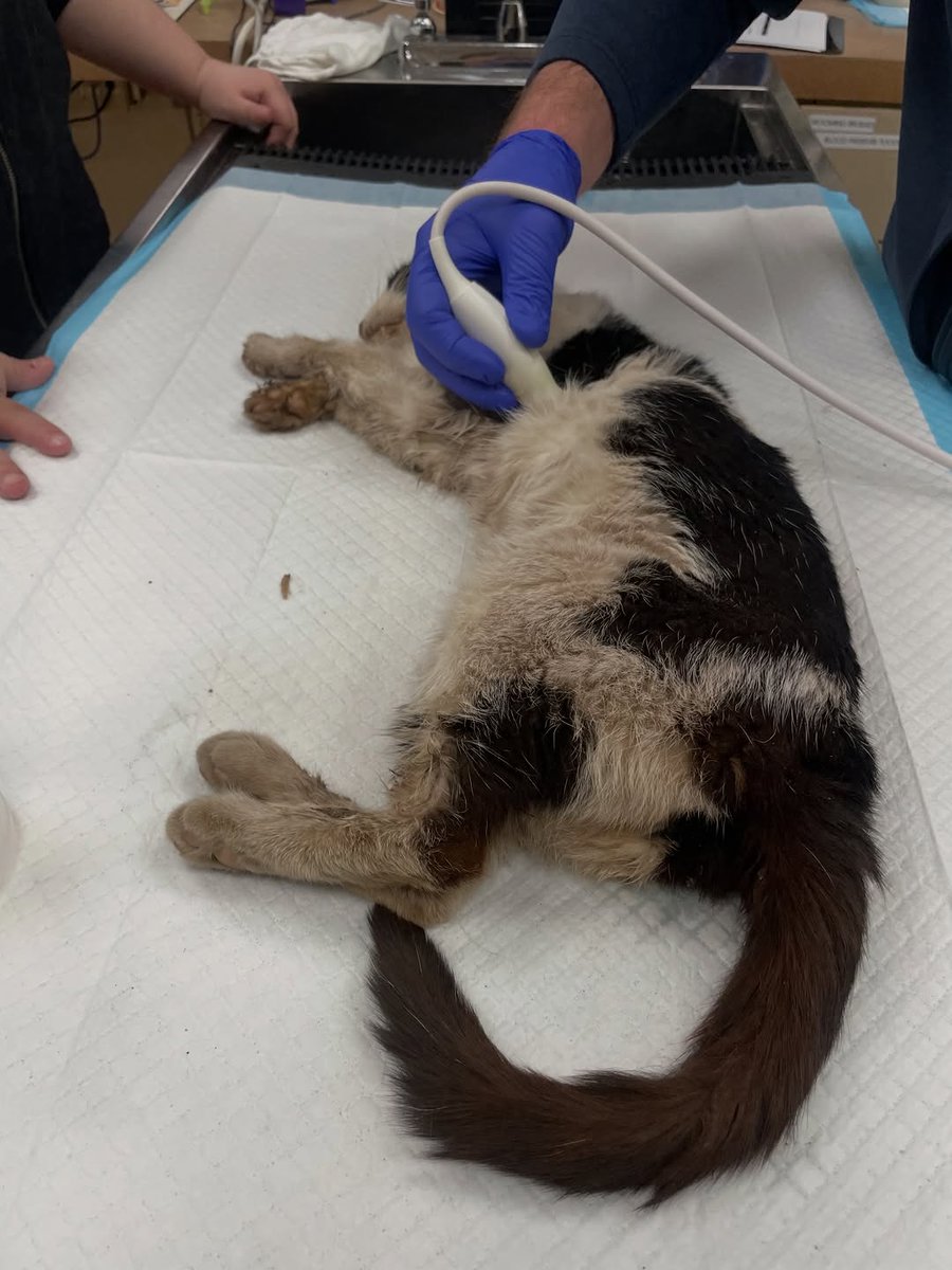 Mother Cat Rescue tweet media