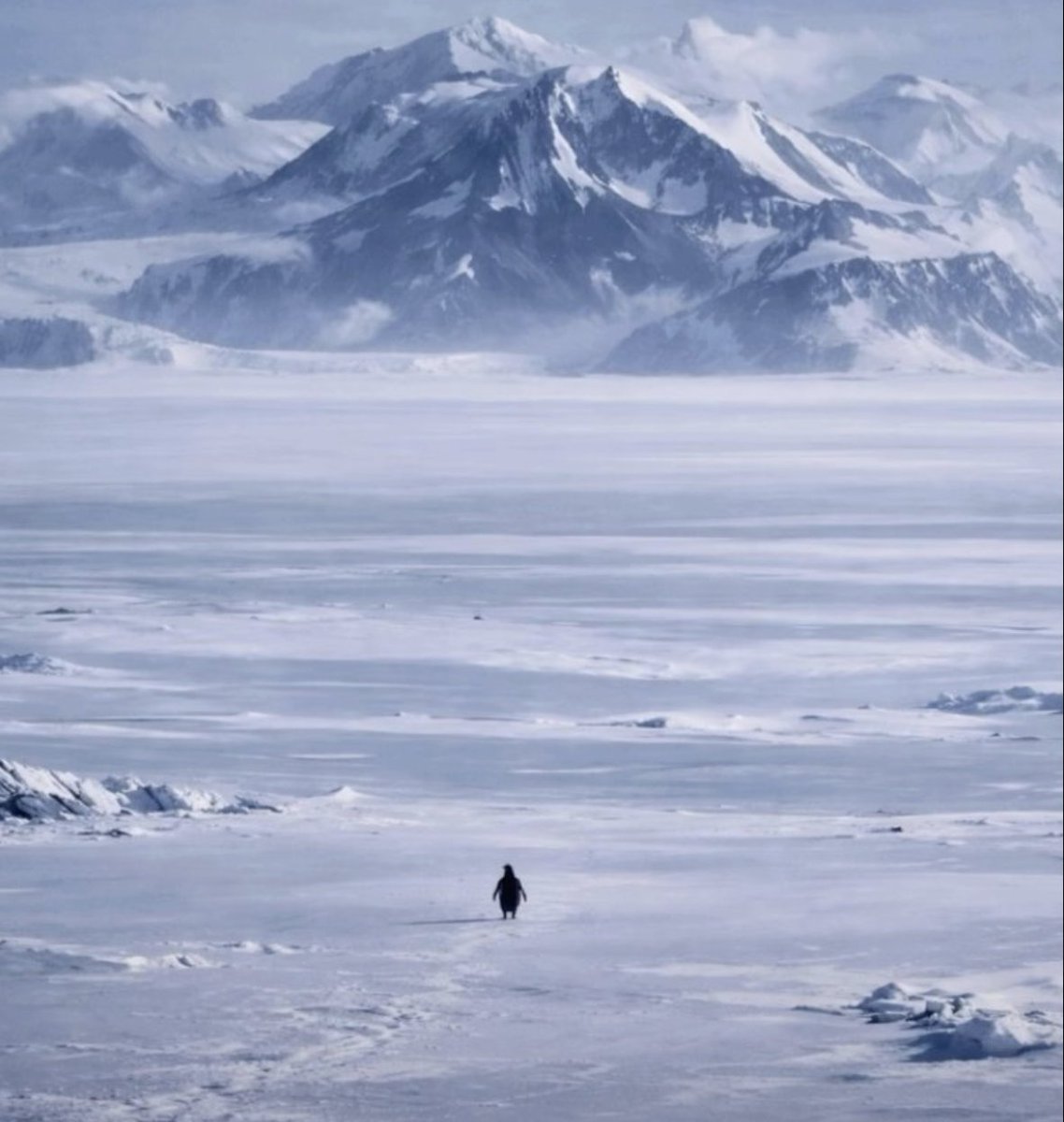 NietzscheanSol_'s tweet photo. @elonmusk Could you please make a 10 second video about what the Penguin sees in the mountains https://t.co/7zyxyutuOZ
