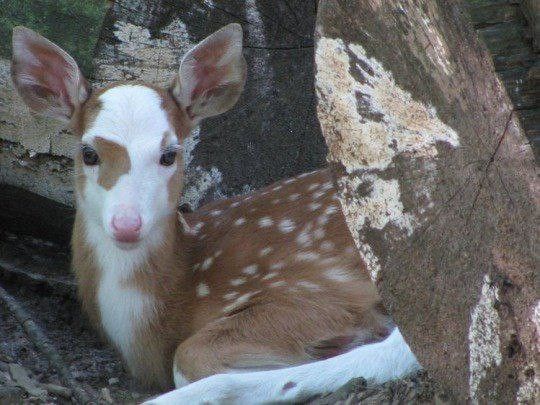 deer encounters 🦌 (@deerencounters) on Twitter photo 