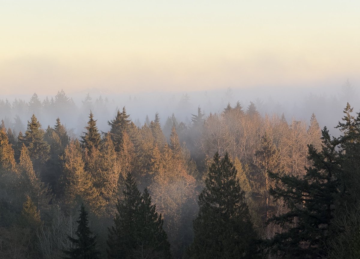 ntrphl's tweet photo. good morning trees https://t.co/wNlEPCBz7O