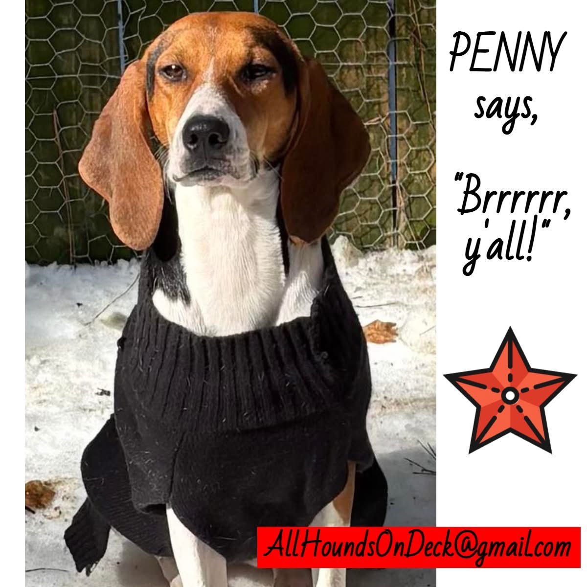 _AHOD_'s tweet image. Penny isn’t sure about this “snow” in Louisiana, but she’s melting hearts just fine! 3 y/o, mid-40 lbs, soulful hound eyes, goofy, smart &amp;amp; a pro snuggler. Dog-friendly, happy as an only dog, and proudly vocal with classic hound flair!
#HoundDog #AdoptDontShop #Rescue #dogsofx