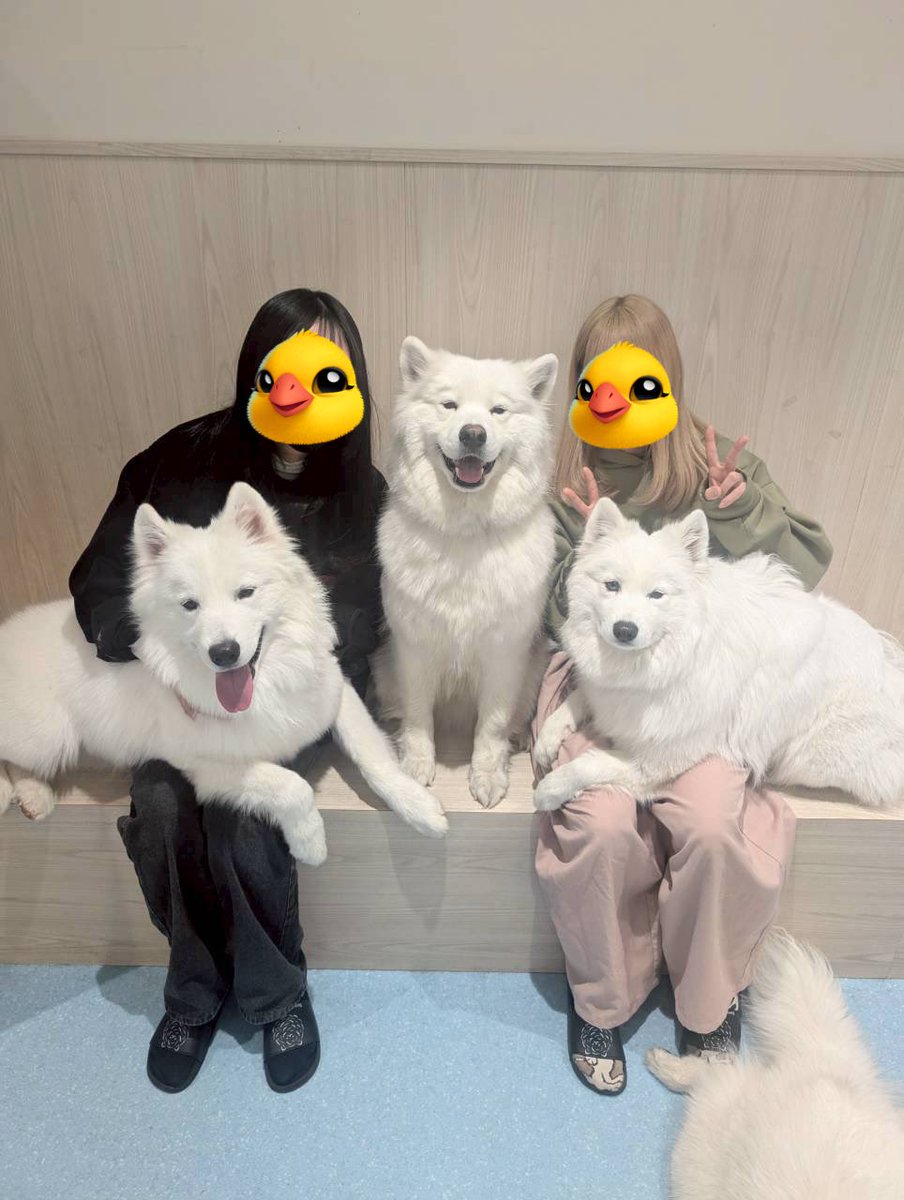 07ちゃんと念願のサモエドカフェ🐶
念願のサモ吸いしてきた。
もっふもふがわっふわふしてて雲
絶対また行く🐶