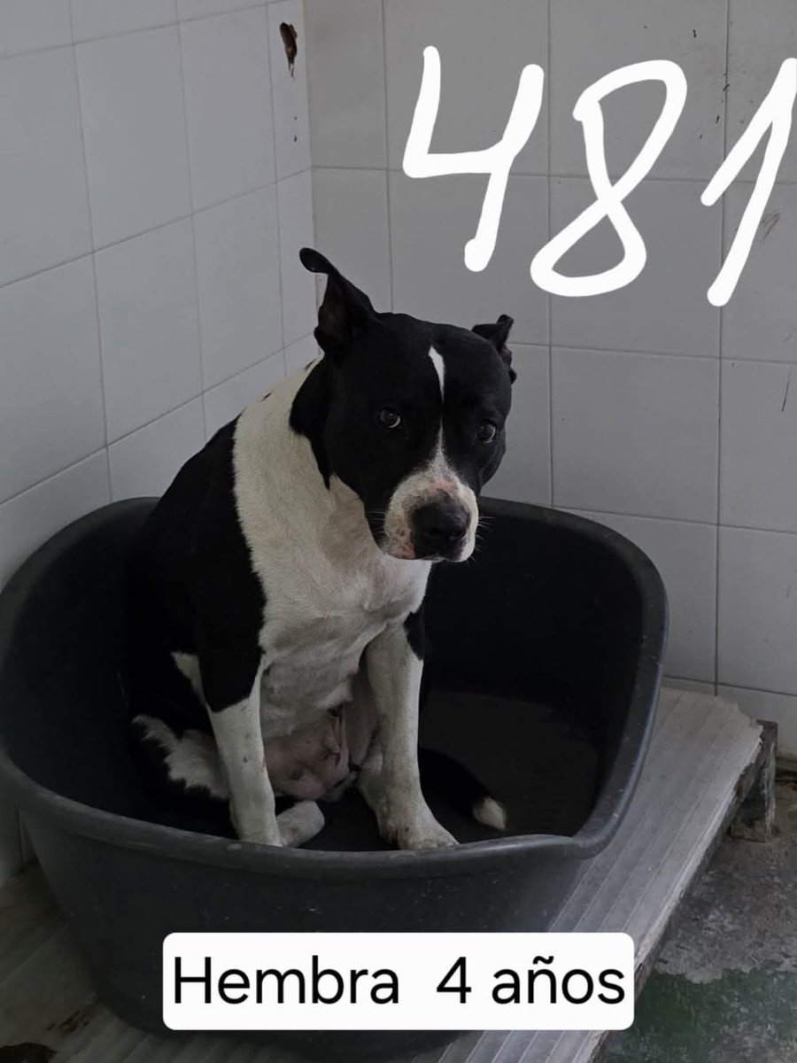 La van a esterilizar y luego volverá a la perrera porque a una perrita como ella por buena que sea no le sale una familia normal y que la quiera pobrecita, no hay derecho 😢
Copio :

Perrera de Jerez 

Esta es la perrita que se va a esterilizar el miércoles día 4 de febrero, se