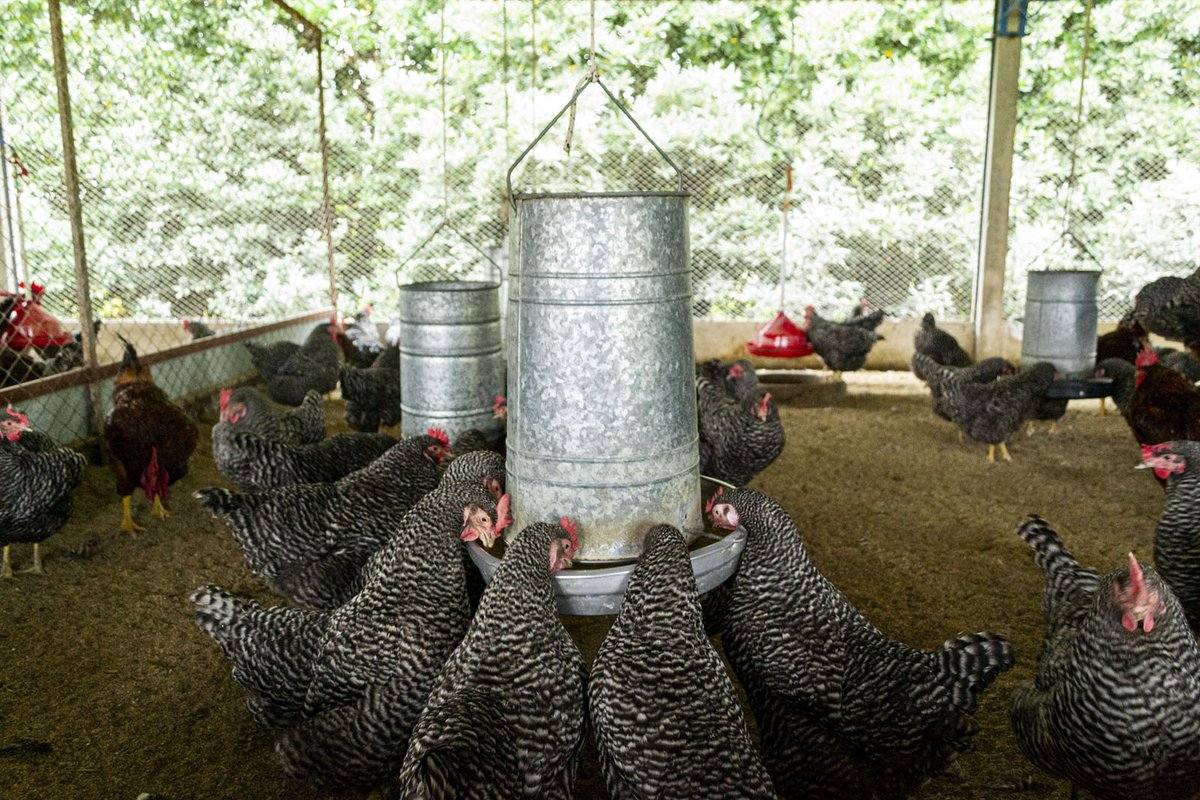Aíslan una cepa estratégica para la producción avícola nacional🐓

Lo logró un equipo del <a href="/INTABalcarce/">INTABalcarce</a> y la Facultad de Ciencias Veterinarias de la Universidad Nacional del Centro de la Provincia de Buenos Aires.

👉🏼bit.ly/4ajPkqc