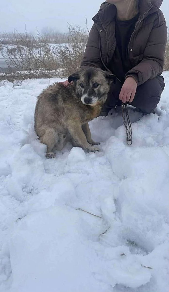 Kochani, proszę Was o reakcje pod wiadomością Pani Magdy.
Niech te podziękowania dotrą do strażaka i policjantów, którzy uratowali tego psa na rzece, uwięzionego na tafli lodu i odciętego od brzegu.🥹 Pies zerwał się z łańcucha i na szczęście uciekł. Mam nadzieje, ze uda mu się