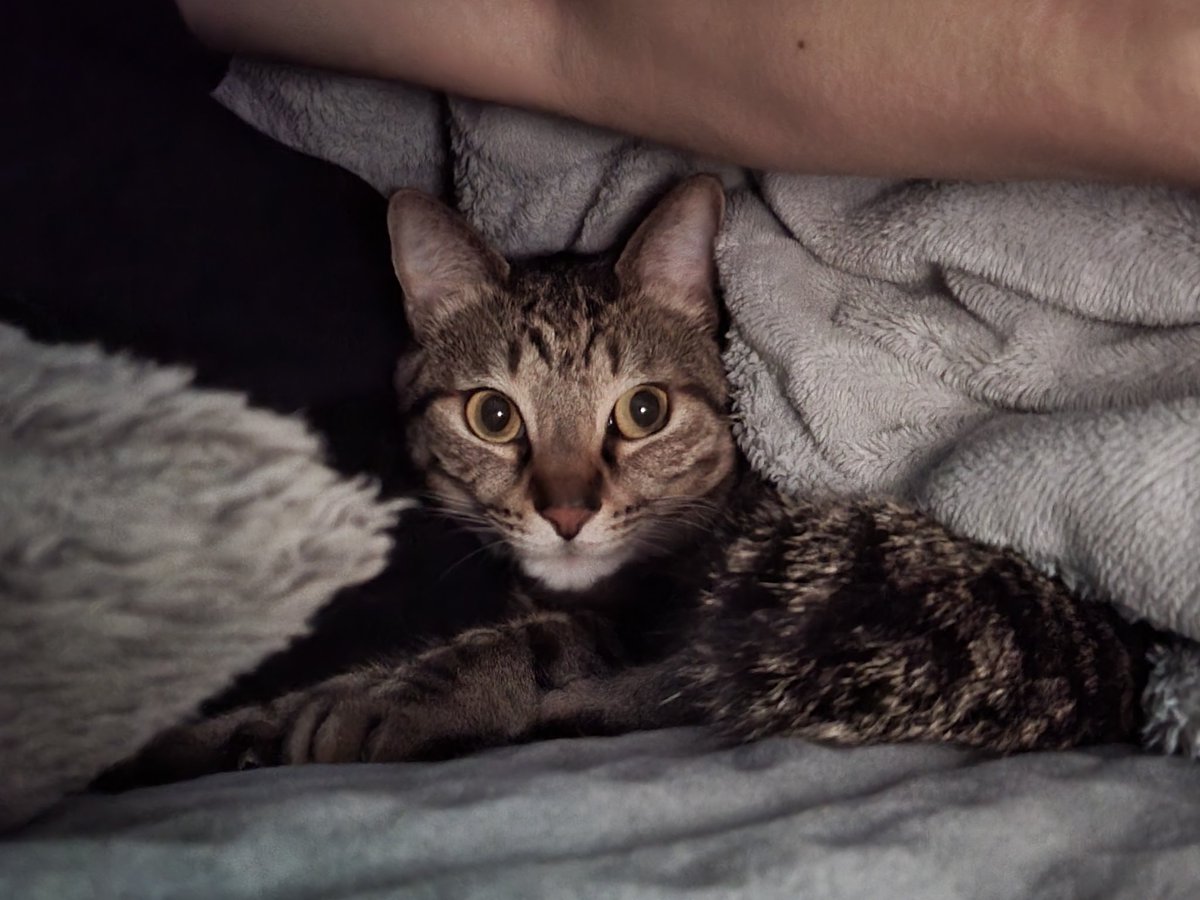 しぴこめᓚᘏᗢ (@chipie0826) / Posts / X