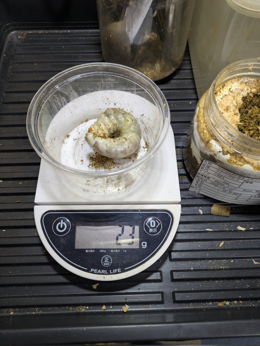 ニジイロの1本目の交換
23gはかなり大きい方ですが、2本目で暴れて体重減しないように1本目の食痕を多めに入れておきました。