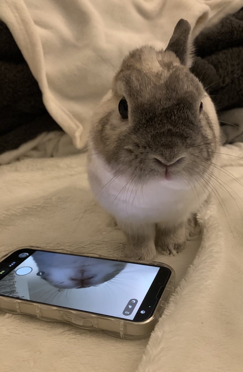 おこげ(飼い主:コハラ) tweet media