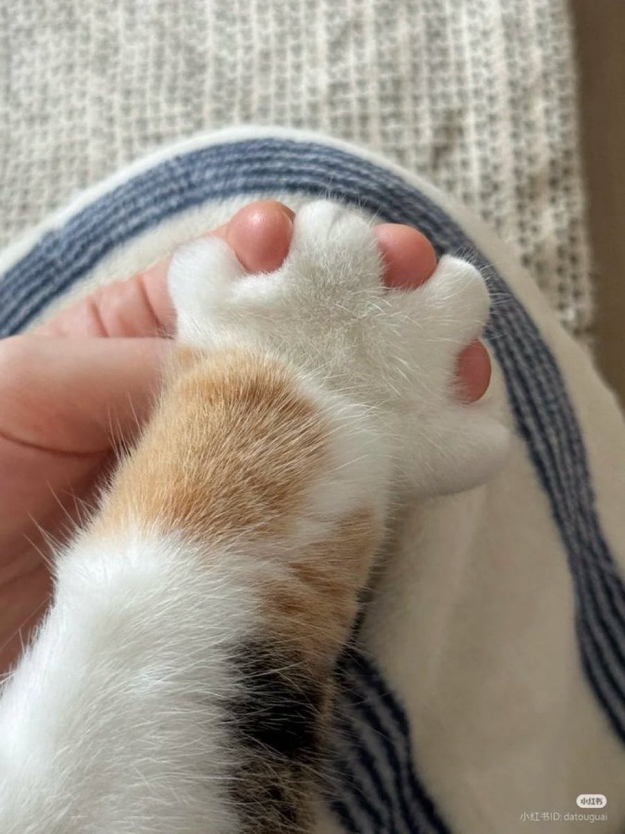 なんてかわいいの🩷 この手を一生離したくないなぁ😸✨ #ネコ大好き❤