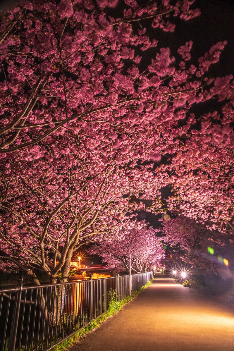 夜桜散歩 Post by よしと on X: 夜桜散歩のすすめ