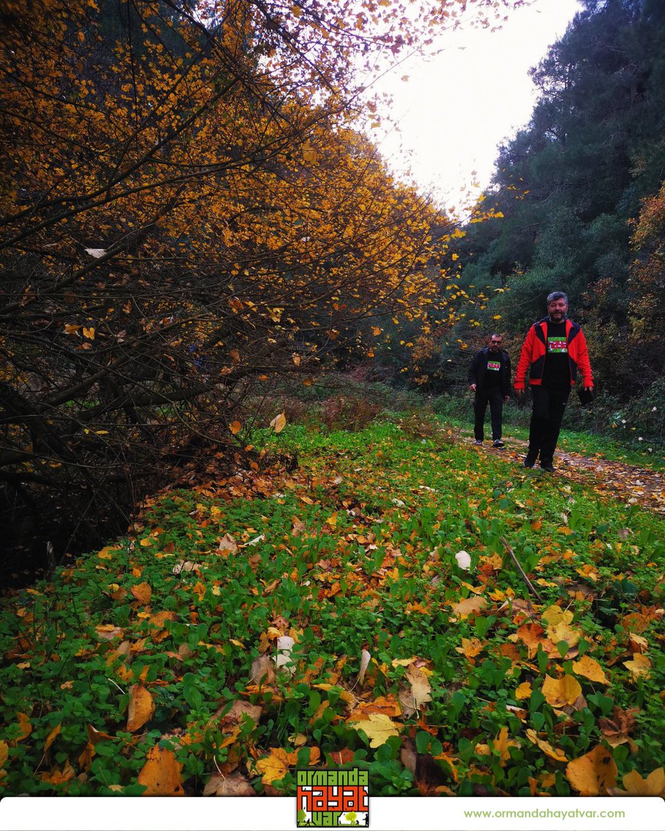 ohayatvar's tweet image. Doğanın renk paletinde bugün: Sarı, yeşil ve sonsuz huzur. Sonbahar rotamızda keşfedilecek çok şey var! #OrmandaHayatVar

#OrmandaHayatVar #DoğaYürüyüşü #Sonbahar #Trekking #NatureWalk #DoğaSeverler #SonbaharRenkleri #HikingAdventure #Orman #Huzur #DoğadaKal #OutdoorTurkey