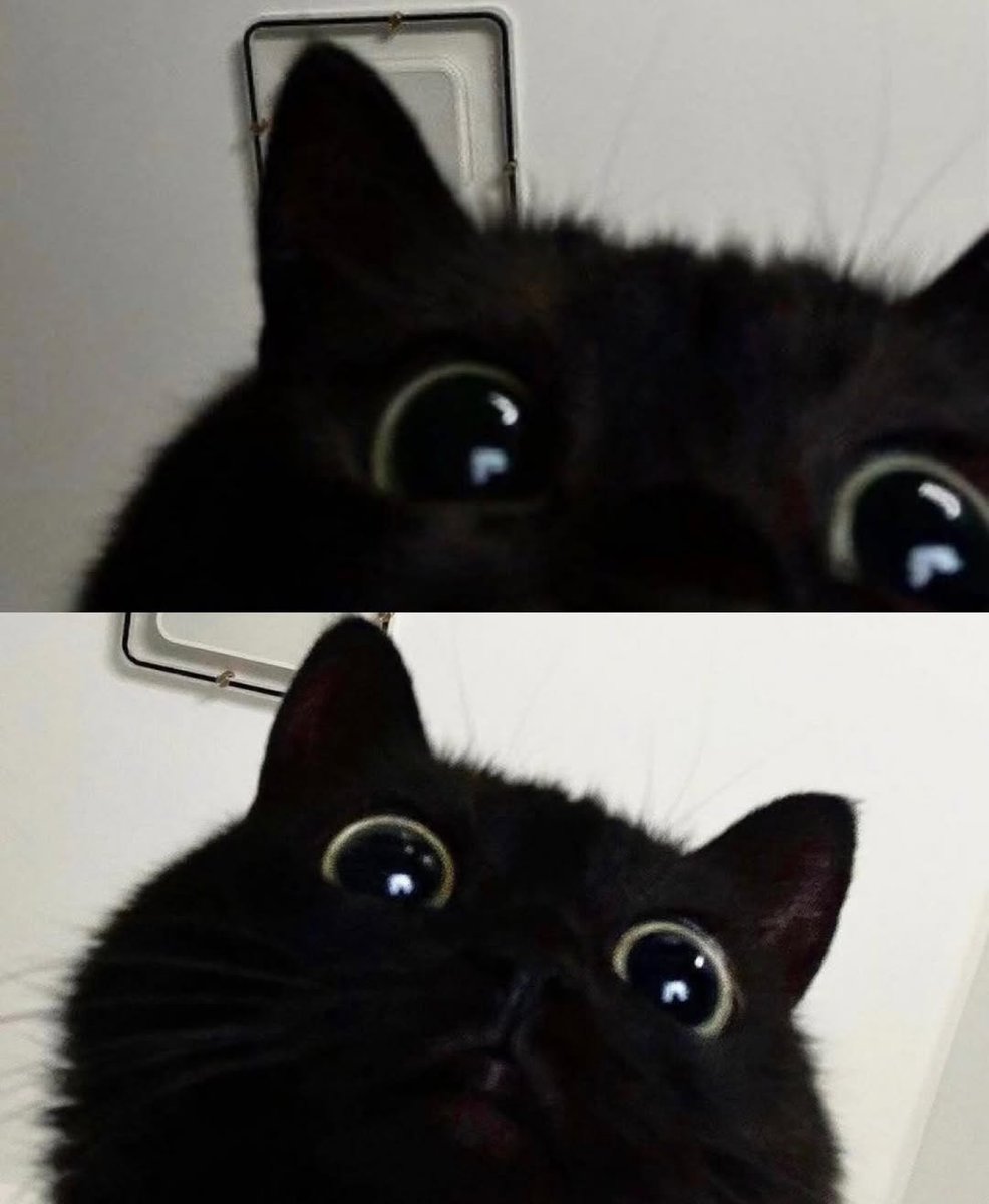 ThePetsX's tweet image. 